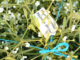 Bundled up Mistletoe
