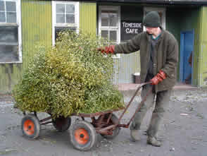 Carting away of the Mistletoe after the sale