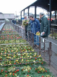 Inspecting the wreaths