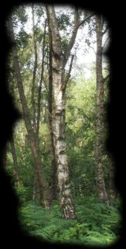 Silver Birch Tree