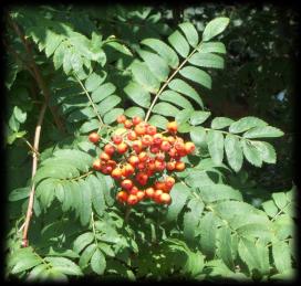 The Rowan Tree and Berries