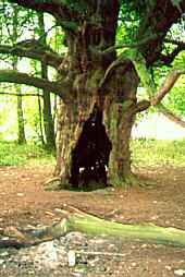 Wychbury Yew