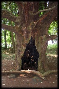 Giant bole of the 1500 Year old Yew at Wychbury Hillfort